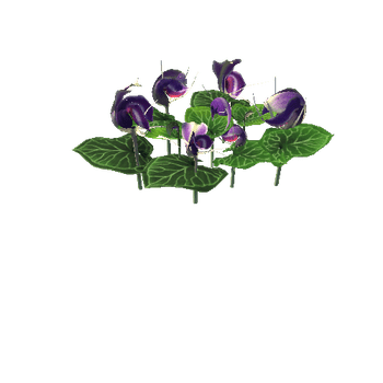 Flower corybas sinii3_1